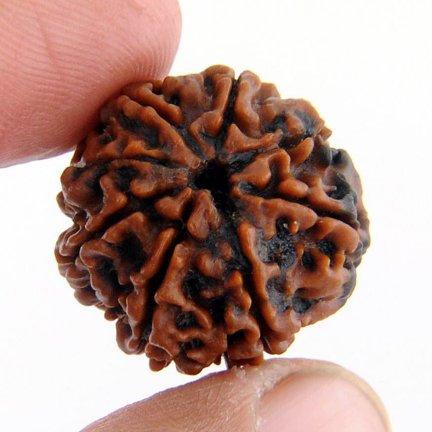 3 Mukhi Rudraksha